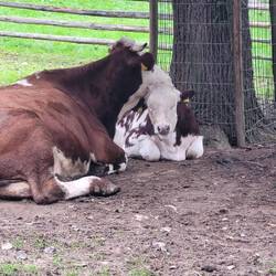 The sweetest cows ever. Different breeds, sizes, but family