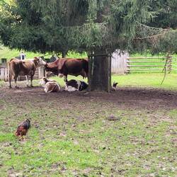 Two breeds of endangered cows and some fancy chickens