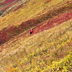 Sie ist gerade dabei einen Bären zu beobachten. Ich hab ihn leider nicht gesehen.