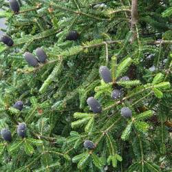 Cones are huge and filled w seeds