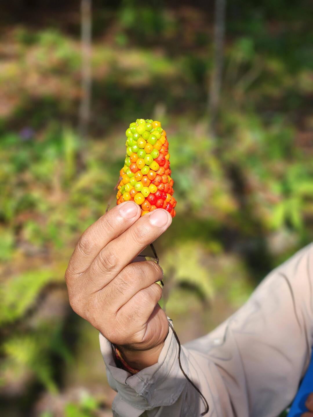 This is a snake plant of some sort