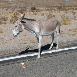 Jetzt sind unsere Äpfel weg.