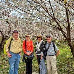 Cherry blossoms at Kyoto
