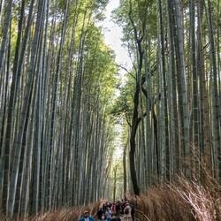 Bamboo forest at Kyoto