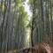 Bamboo forest at Kyoto