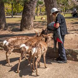 Kerrie feeding the deer