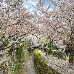Cherry blossoms in full bloom
