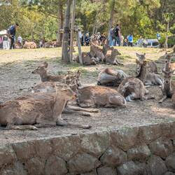 Nara deer park