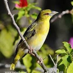 Federkleid des Weibchen (Google Foto)