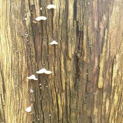 Mushrooms on a tree trunk