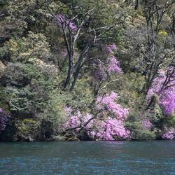 Cherry blossoms on the shores of Lake Ashi
