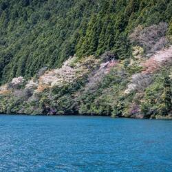 More Cherry blossoms on the shores of Lake Ashi
