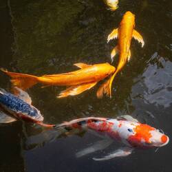 Colourful carp in the Imperial Palace Gardens