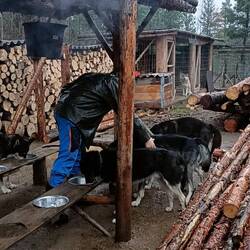 Fütterung der Hunde