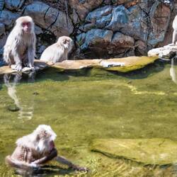 Snow monkeys