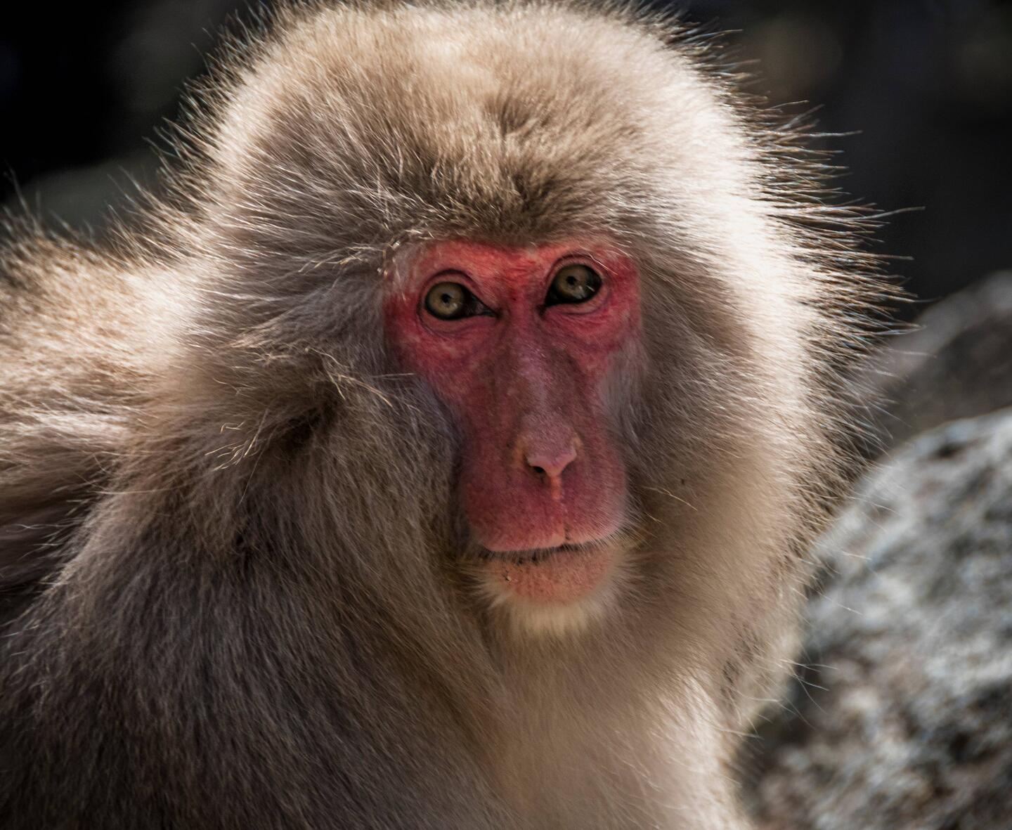 Snow monkeys