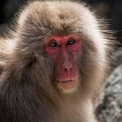 Snow monkeys