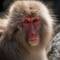 Snow monkeys