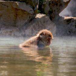 Snow monkey in hot pool