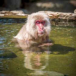 Snow monkey in hot pool