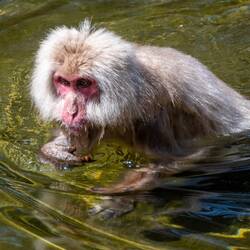 Snow monkey in hot pool