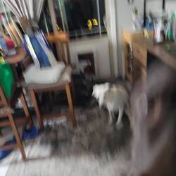 Bubba jumped at last second!