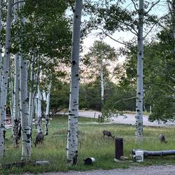 Daily visits at dusk by Mule Deer