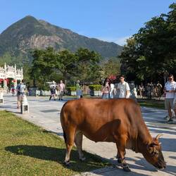 Lantau Peak