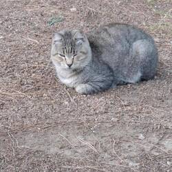 Hauskatze