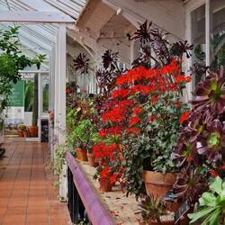 The Mediterranean greenhouse