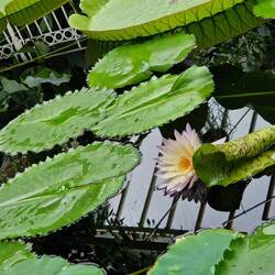 Giant water lillies