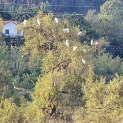 Lots of egrets in the surrounding trees