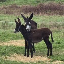 Mother and foal donkey were grazing nearby, Niska decided she didn't want to investigate them