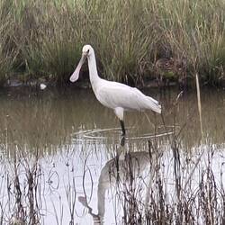 And several spoonbills