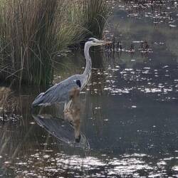 We spotted a grey heron hunting in the wetlands