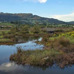 Lots of wildlife in the wetlands including birds and fish