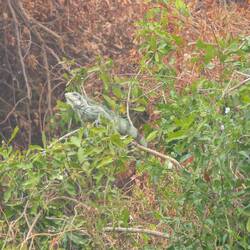 Wie der Iguana da wohl hochgekommen ist?