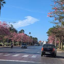 Blühende Floss Silk Bäume