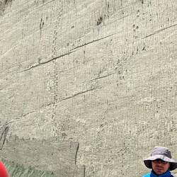 Dino-Spuren unterschiedlicher Größe