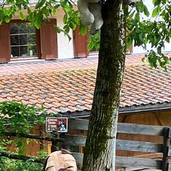 Warnung vor den Hunden😂