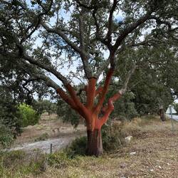 Le chêne-liège (Quercus suber) est un arbre unique en son genre car son écorce, le liège, se régénèr