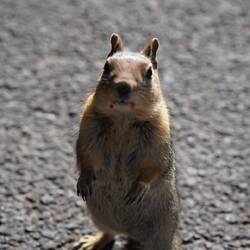 Wer hatte Konfitürenbrot zum Frühstück?