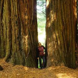 Auch wenn diese Bäume noch nicht zusammengewachsen sind haben sich ihre Wurzeln schon verbunden.