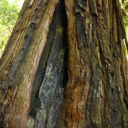 Manche der alten Bäume haben mehrere Waldbrände überlebt!