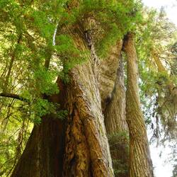 Die Bäume werden so alt, dass sie teilweise miteinander verwachsen und eins werden.