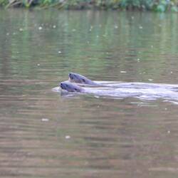 Woooow, ein Otter-Pärchen! ❤️