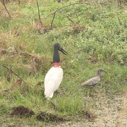 Der Jabiri-Storch, das Wappentier des Pantanal, jagt auch im Wasser