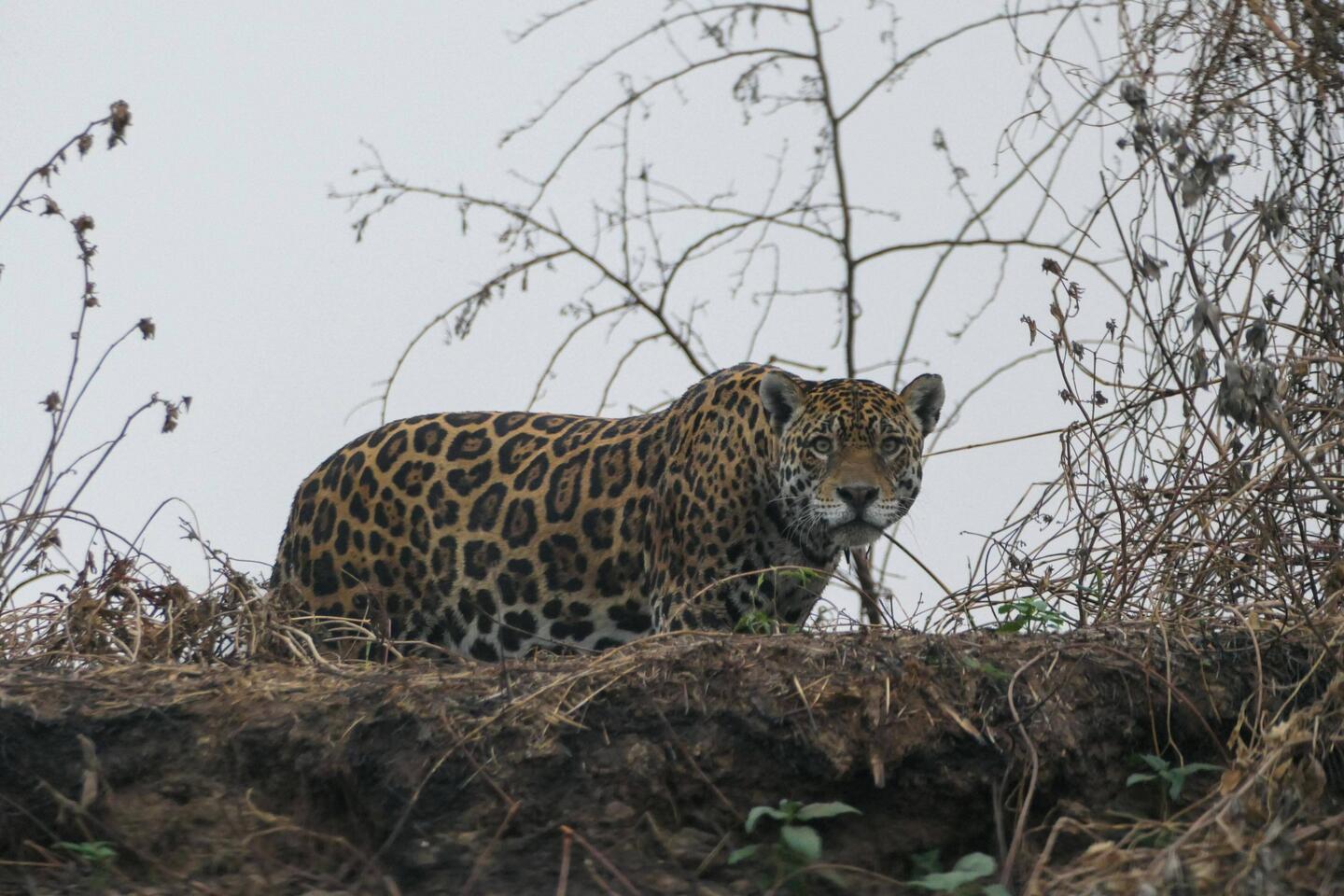 Unser Safari-Glück scheint weiterhin zu bestehen