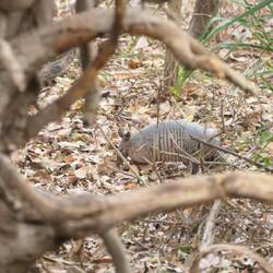 Endlich ein Tier und dann auch noch ein Gürteltier