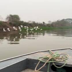 Auf der Suche nach dem Jaguar